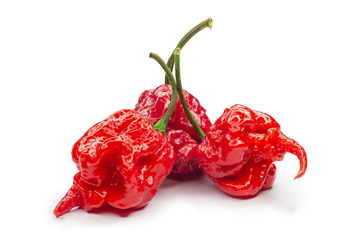 Carolina reaper peppers on white isolated background.