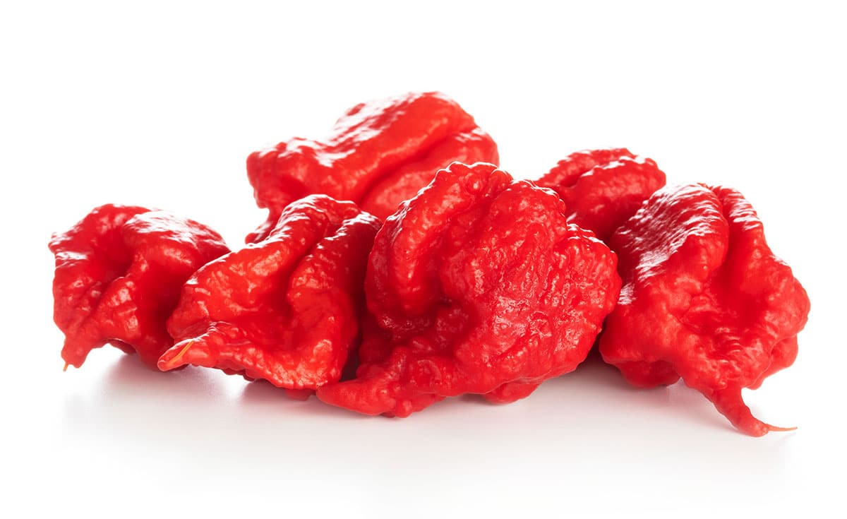 Dragon's breath peppers on white isolated background.