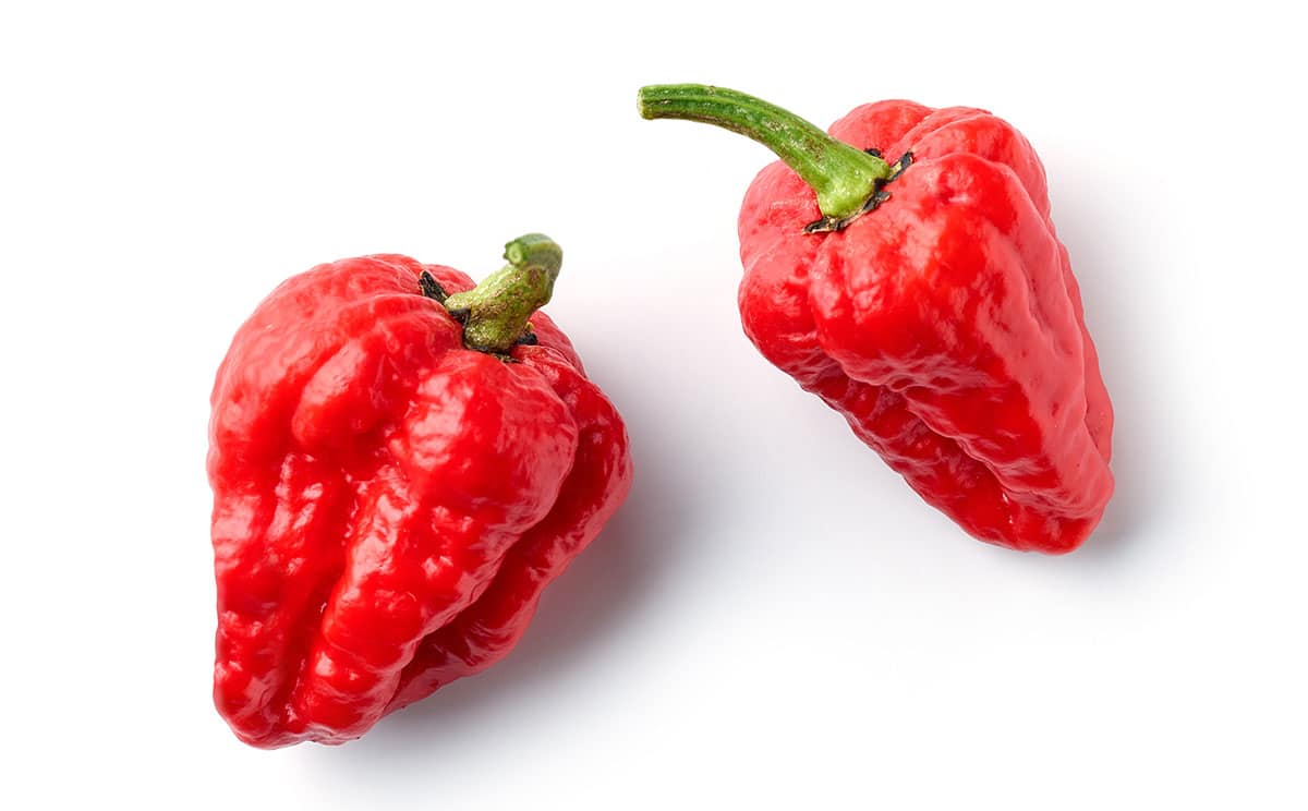 Ghost peppers on white isolated background.