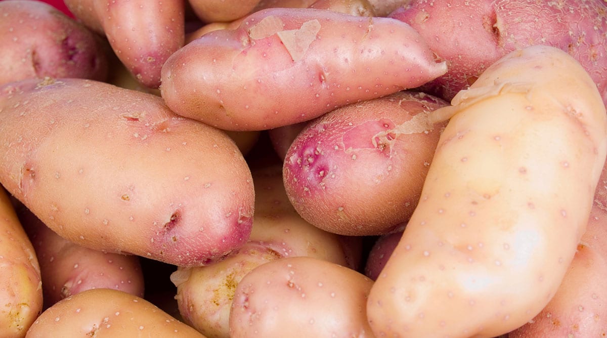 French Fingerling Potatoes
