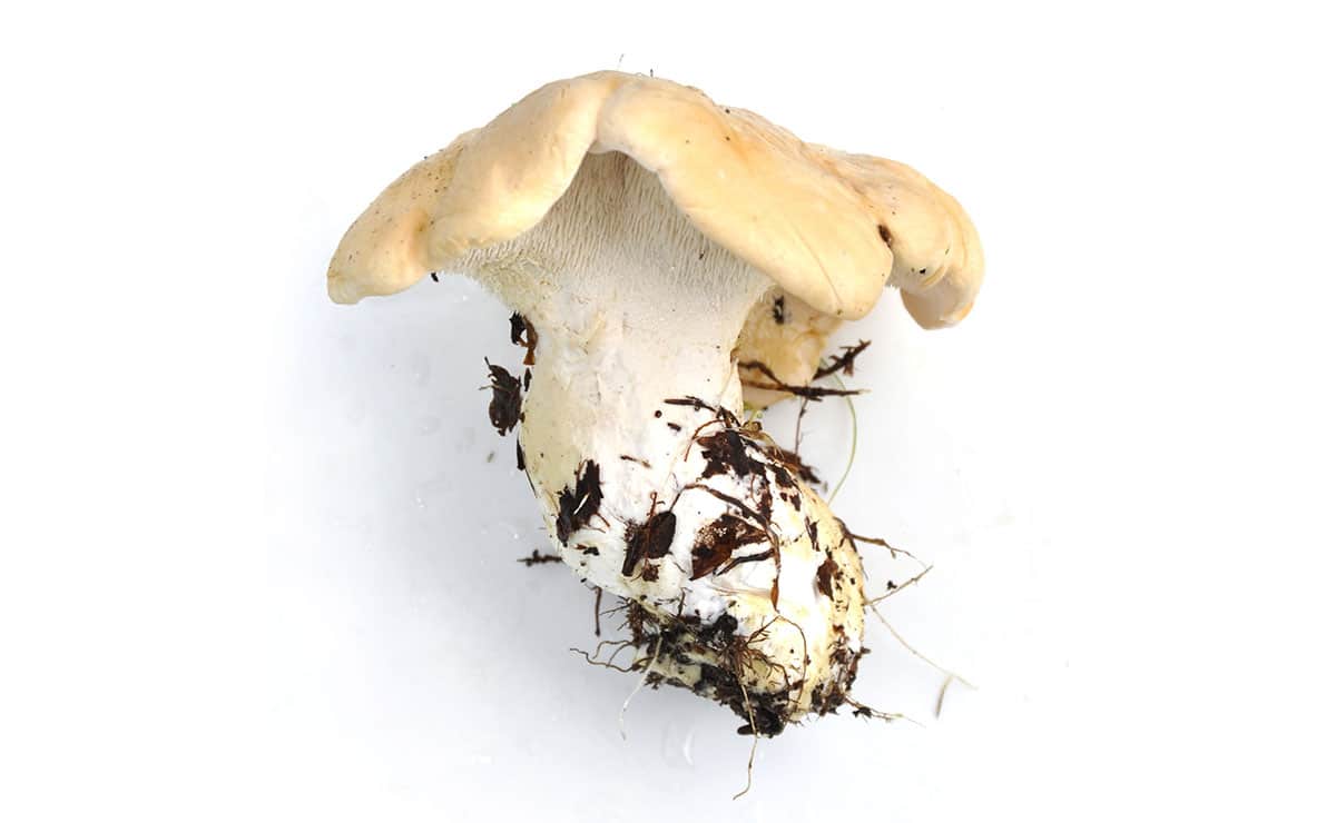 Hedgehog mushroom on a white background. 