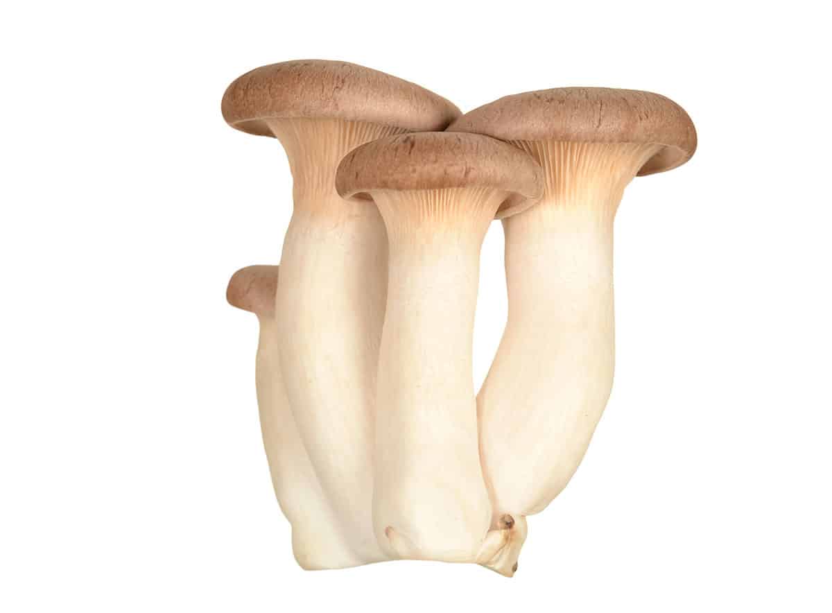 King oyster mushrooms on a white background. 
