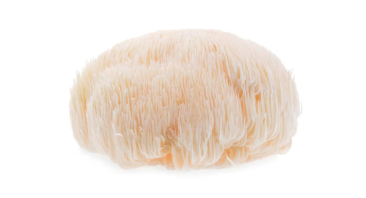 Lion's mane mushrooms on a white background. 