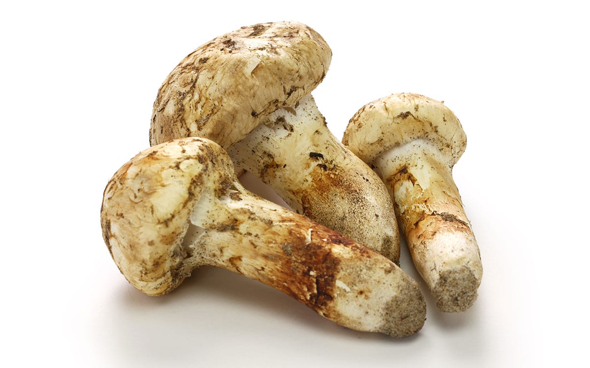 Matsutake mushrooms on a white background. 
