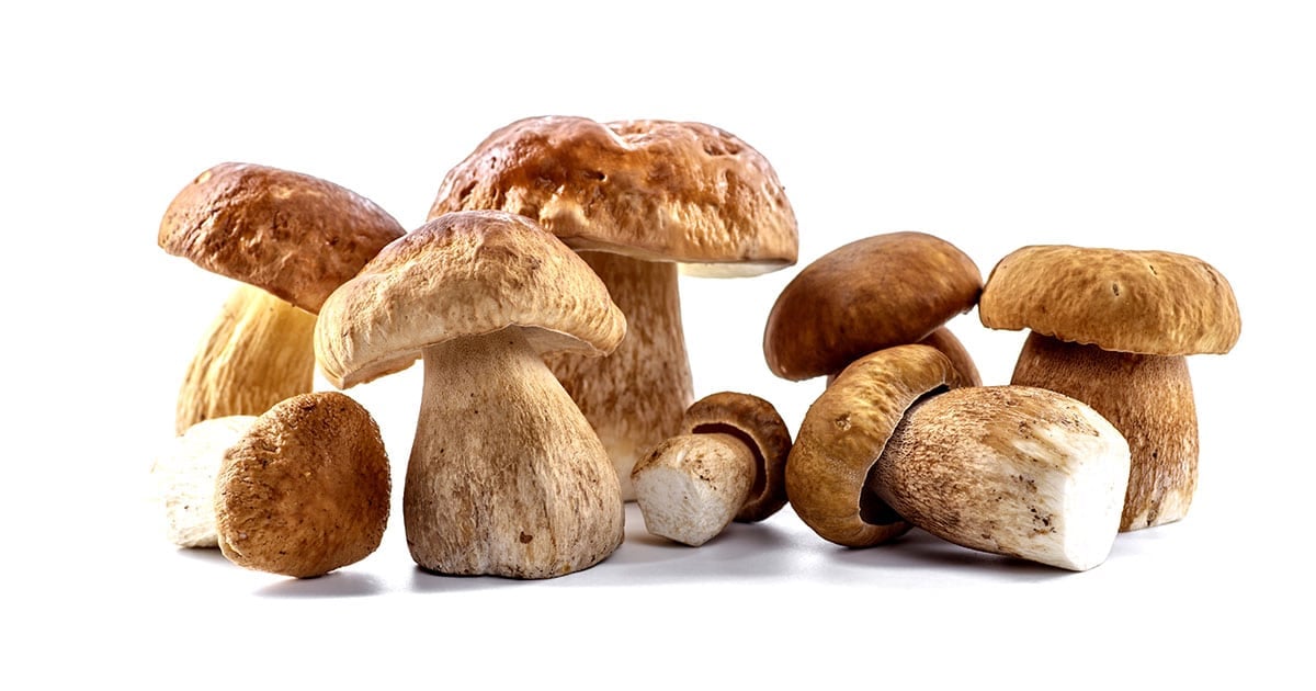 Porcini mushrooms on a white background. 