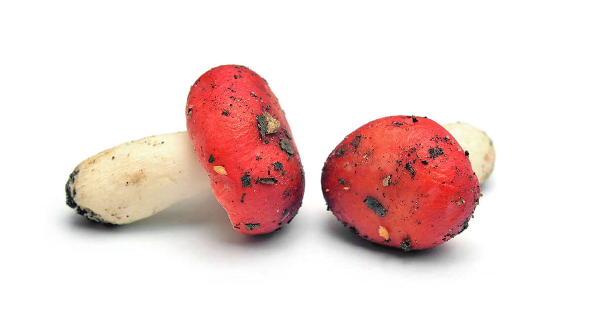 Russula mushrooms on a white background. 