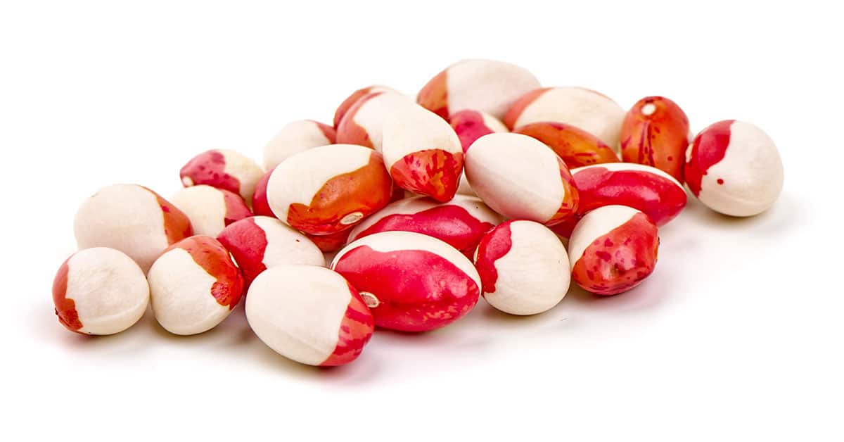 Anasazi beans isolated on a white background.