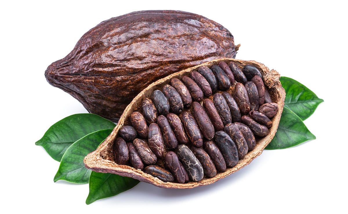 Cocoa beans isolated on a white background.