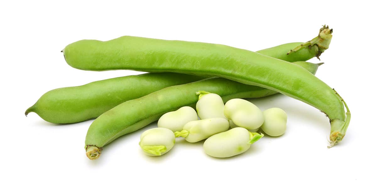 Fava beans isolated on a white background.