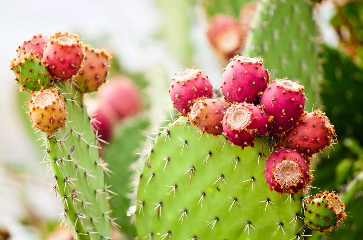 Prickly pears on a cactus.