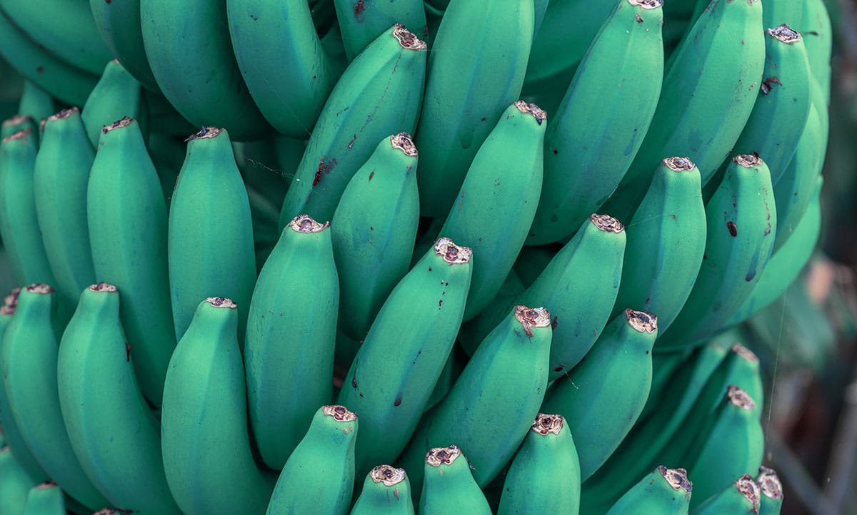 Blue Java Banana 