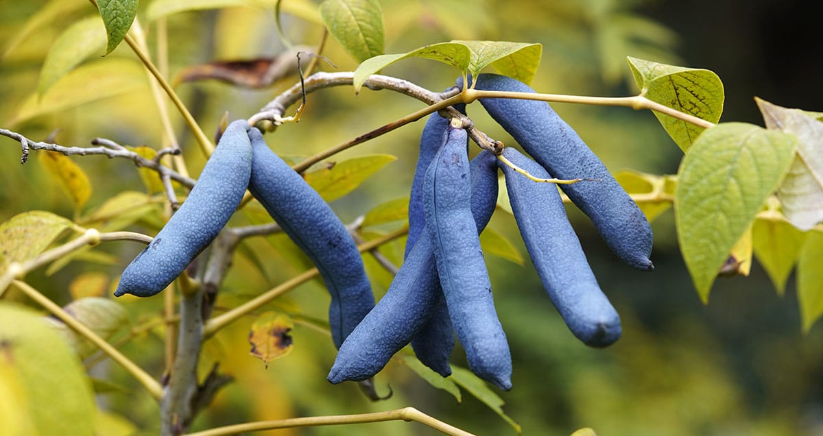 Blue Sausage Fruit