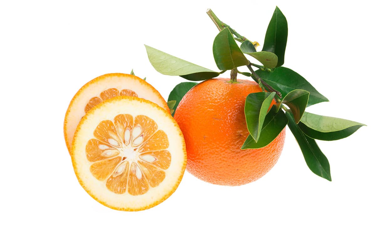 Daidai Bitter Orange on a white background.