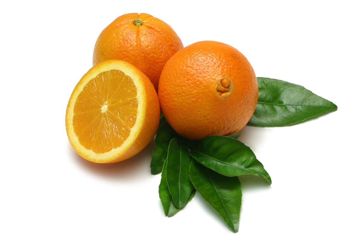 Navel oranges on a white background