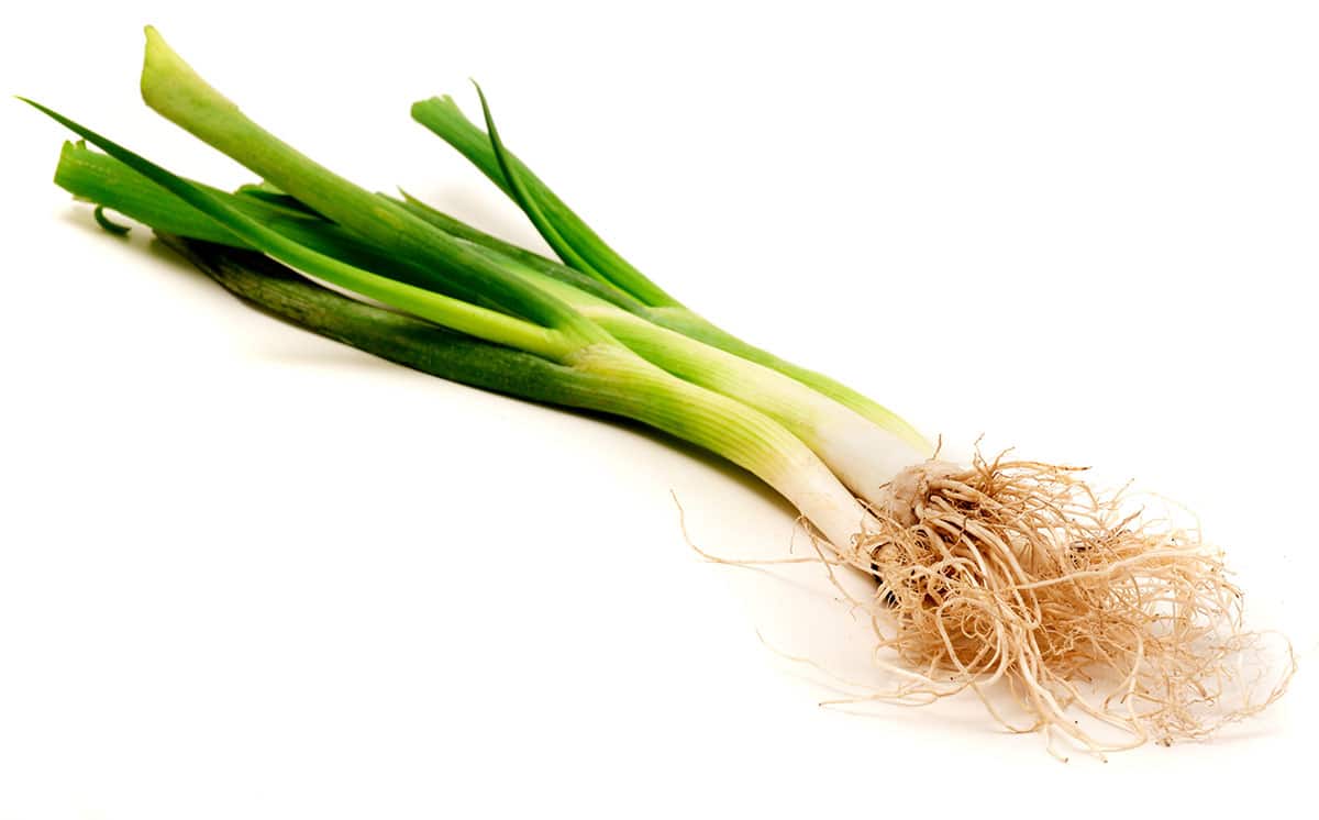 Welsh onion on a white background.