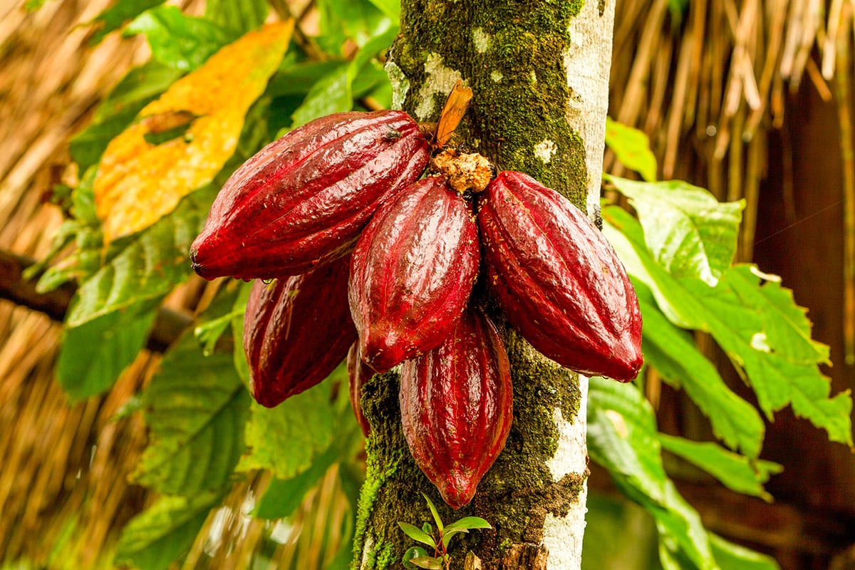 Cacao pods growing.