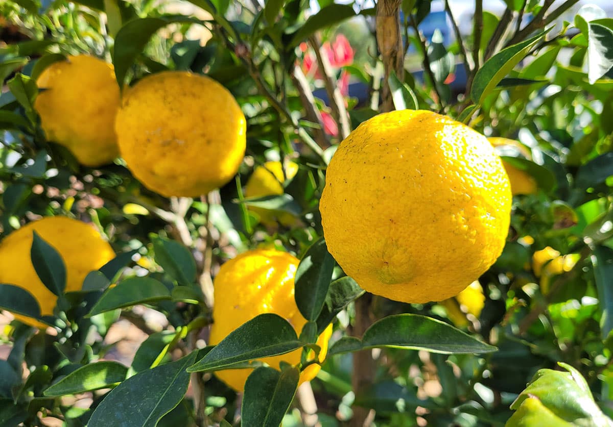 Citron growing on a tree.