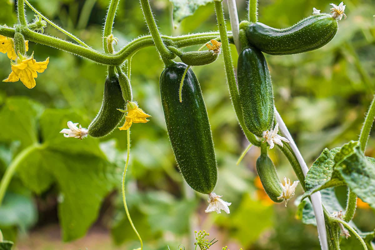 Cucumbers growing on a vine.