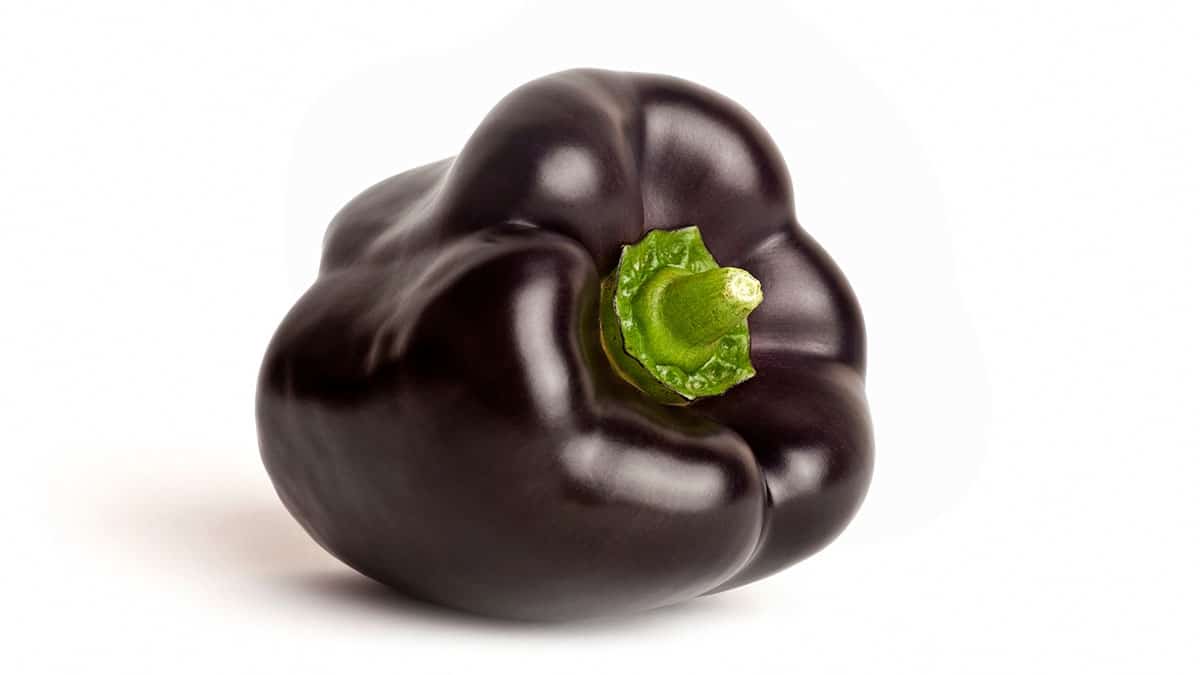Purple pepper on a white background.