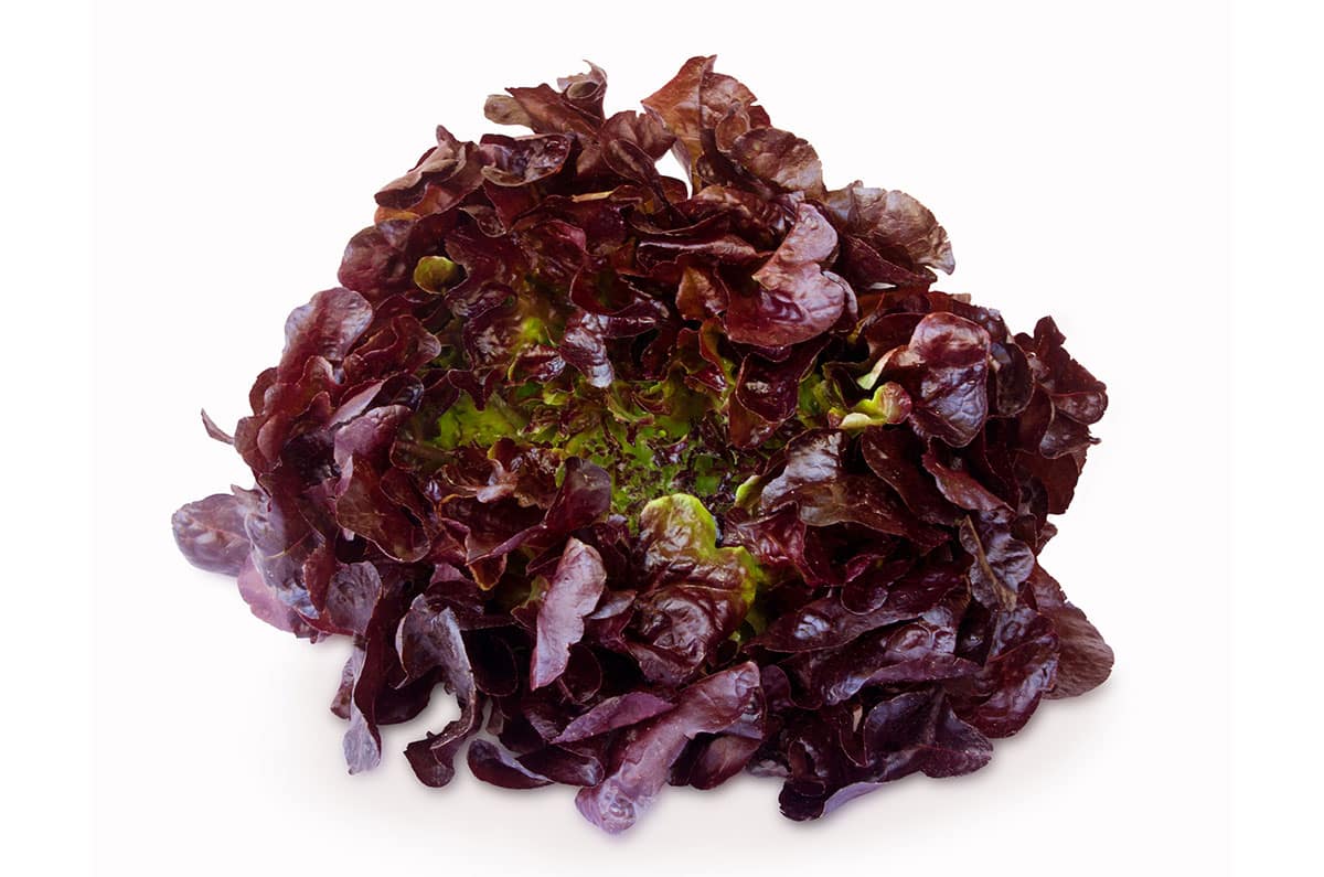Purple lettuce on a white background.
