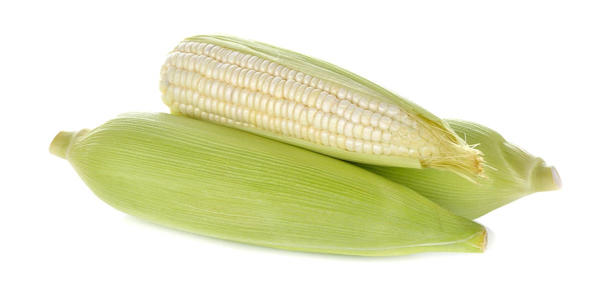White corn on a white background.