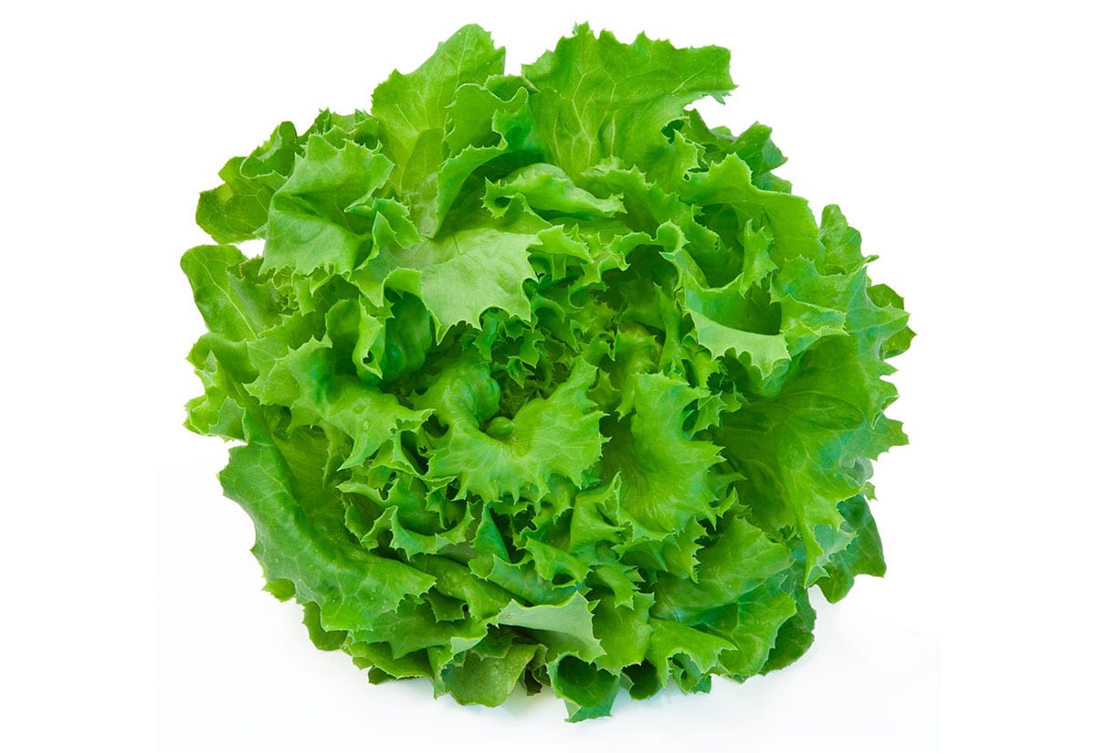 Looseleaf lettuce on a white background.