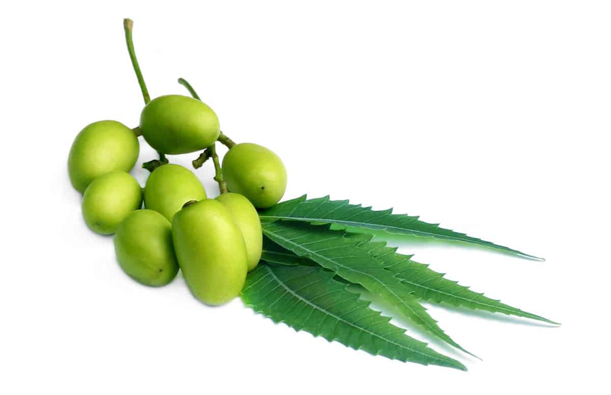 Neem isolated on a white background.