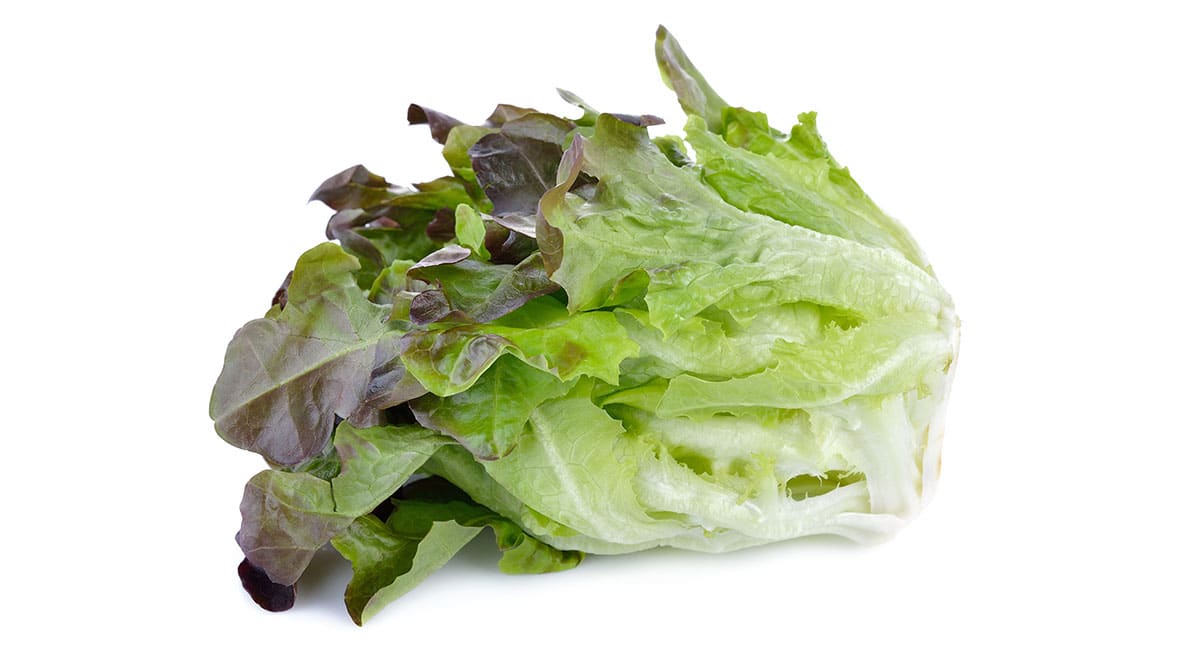 Oak leaf lettuce on a white background.