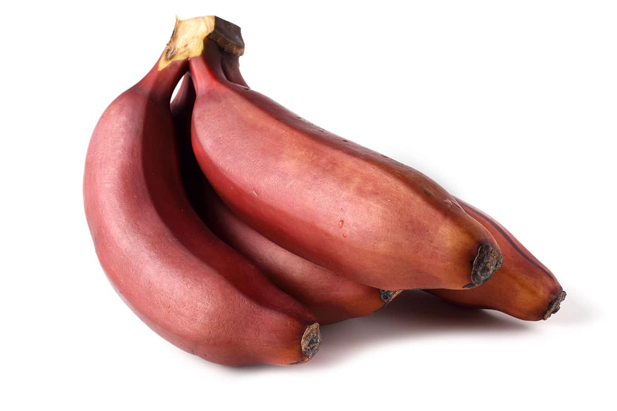 Red bananas isolated on a white background.