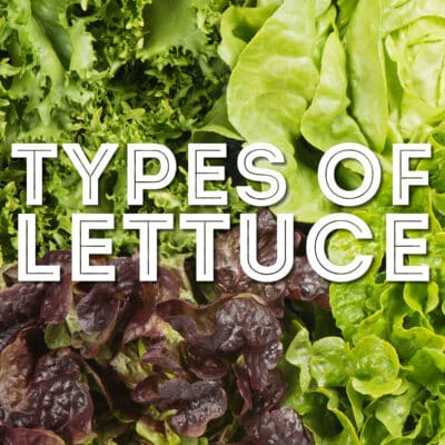 Collage that says "types of lettuce".