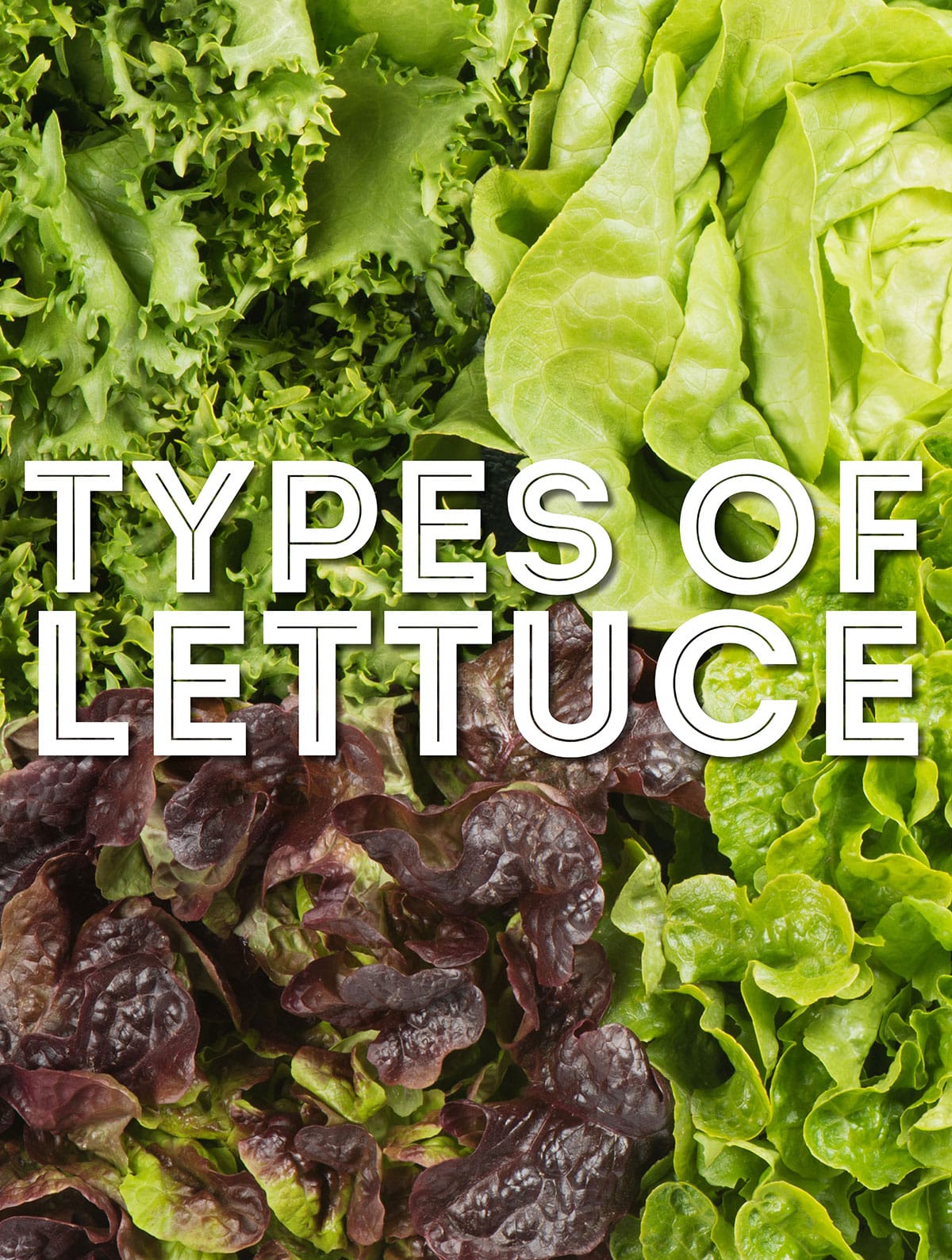 Collage that says "types of lettuce"