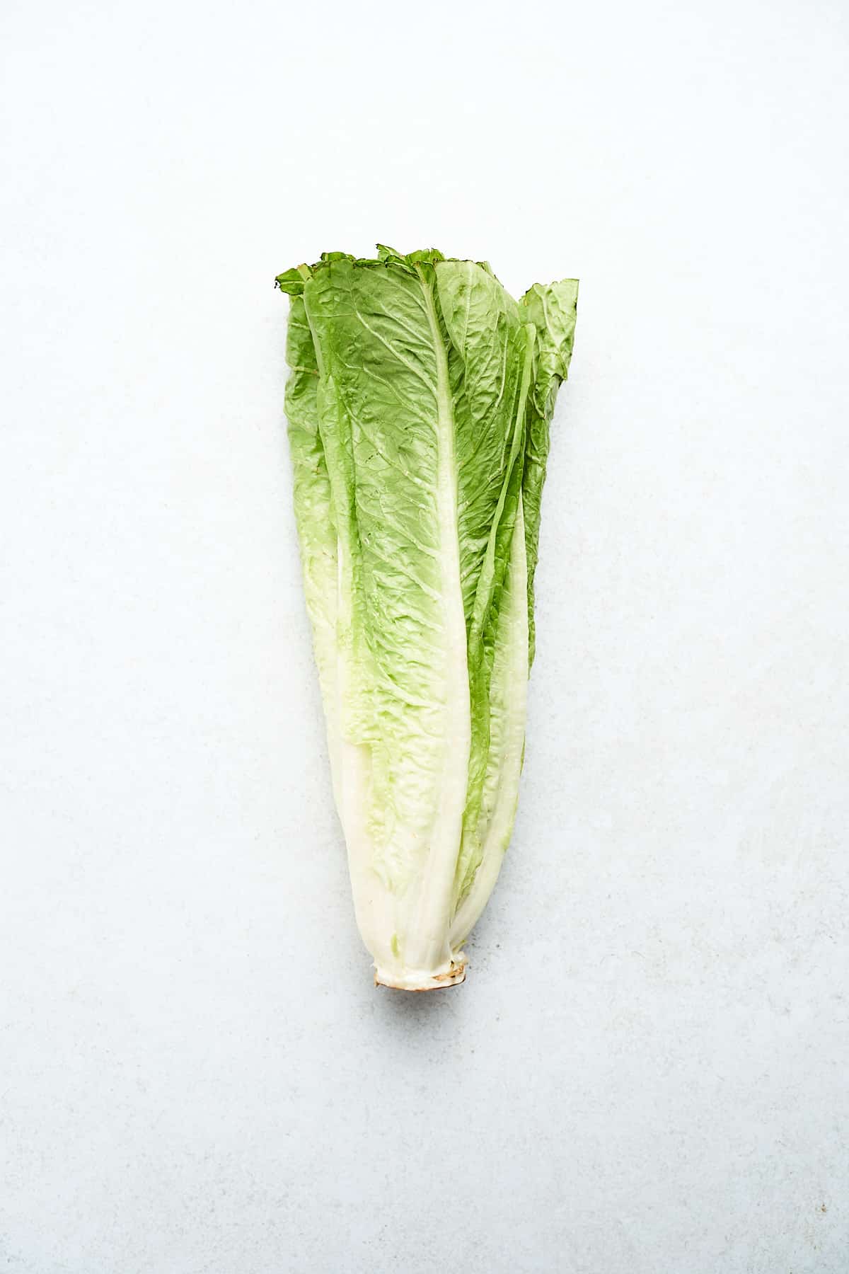 Romaine lettuce head.