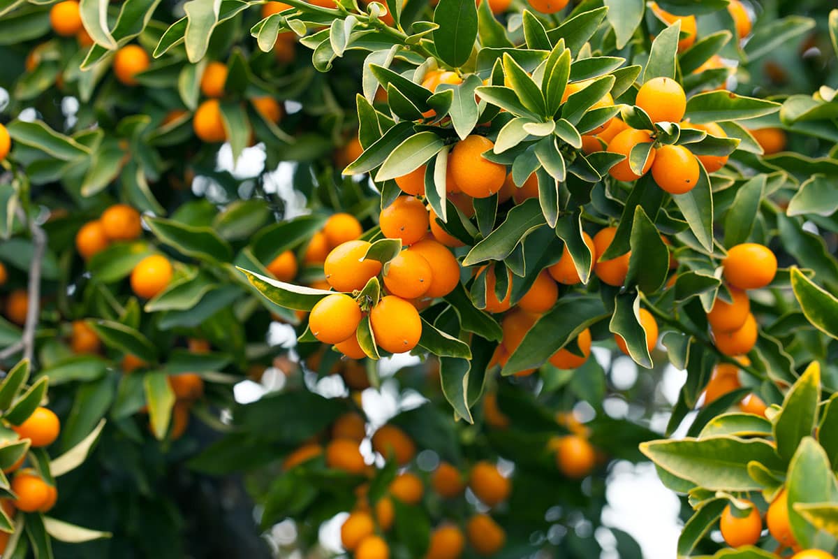 Oval Kumquats on a tree.