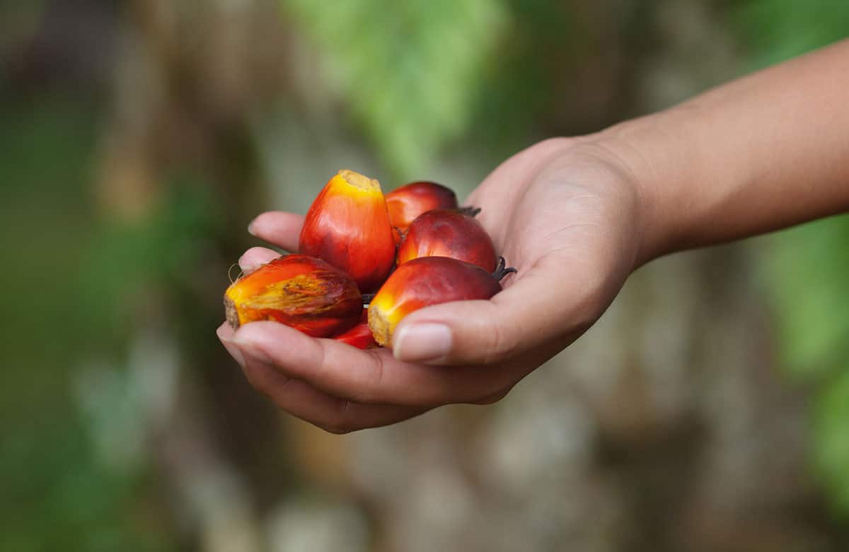 Oil Palm in a hand.
