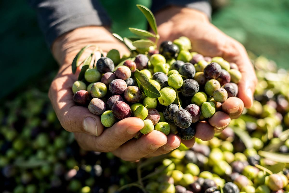 Olives in a hand.