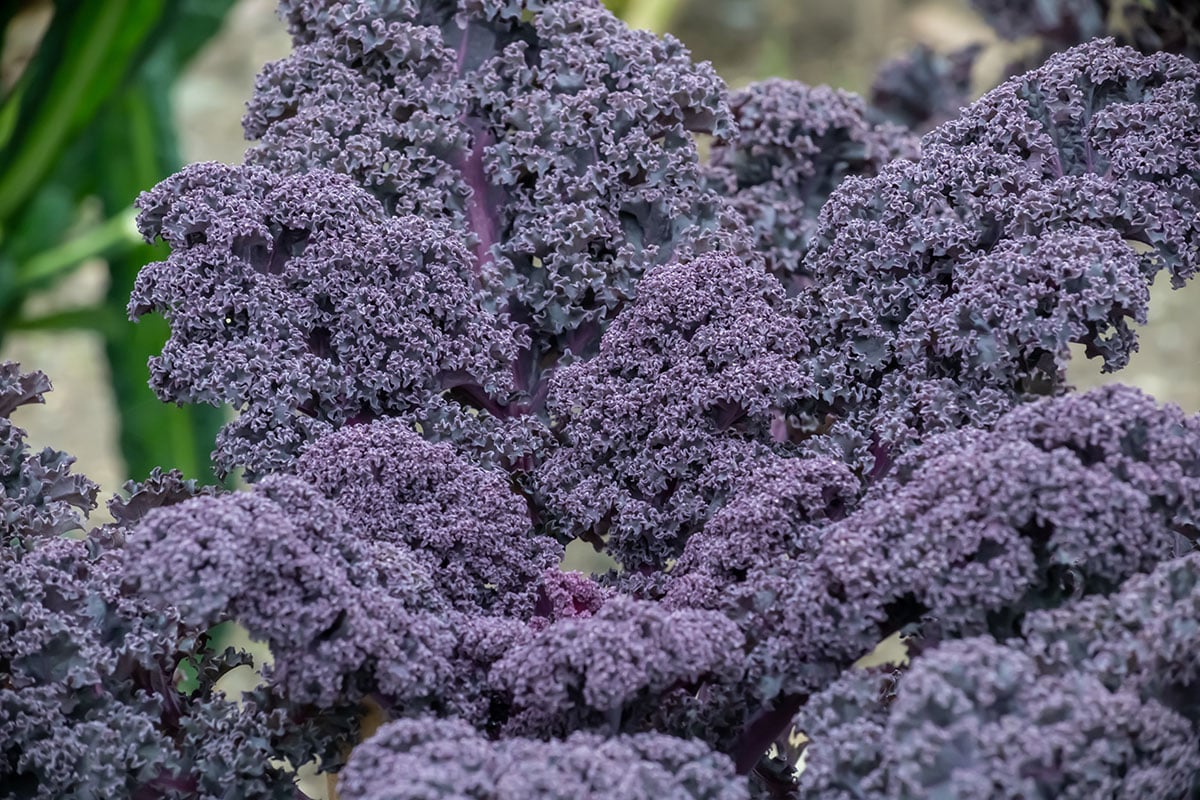 Purple kale.
