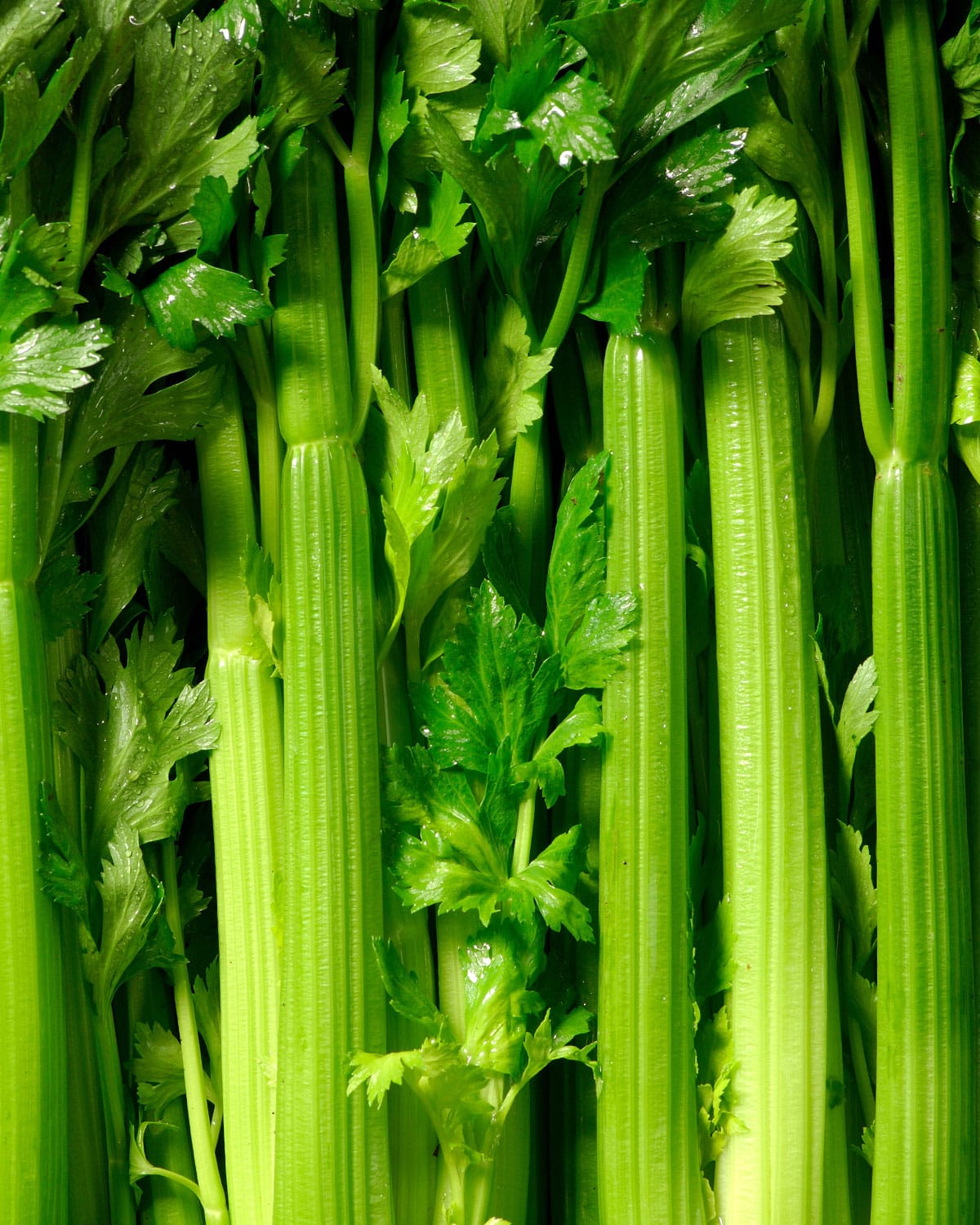 Close up of celery.
