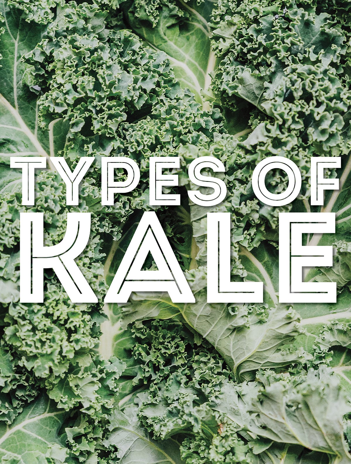 Collage that says "types of kale"