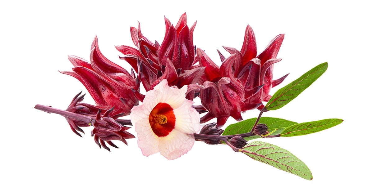 Roselle on a white background.