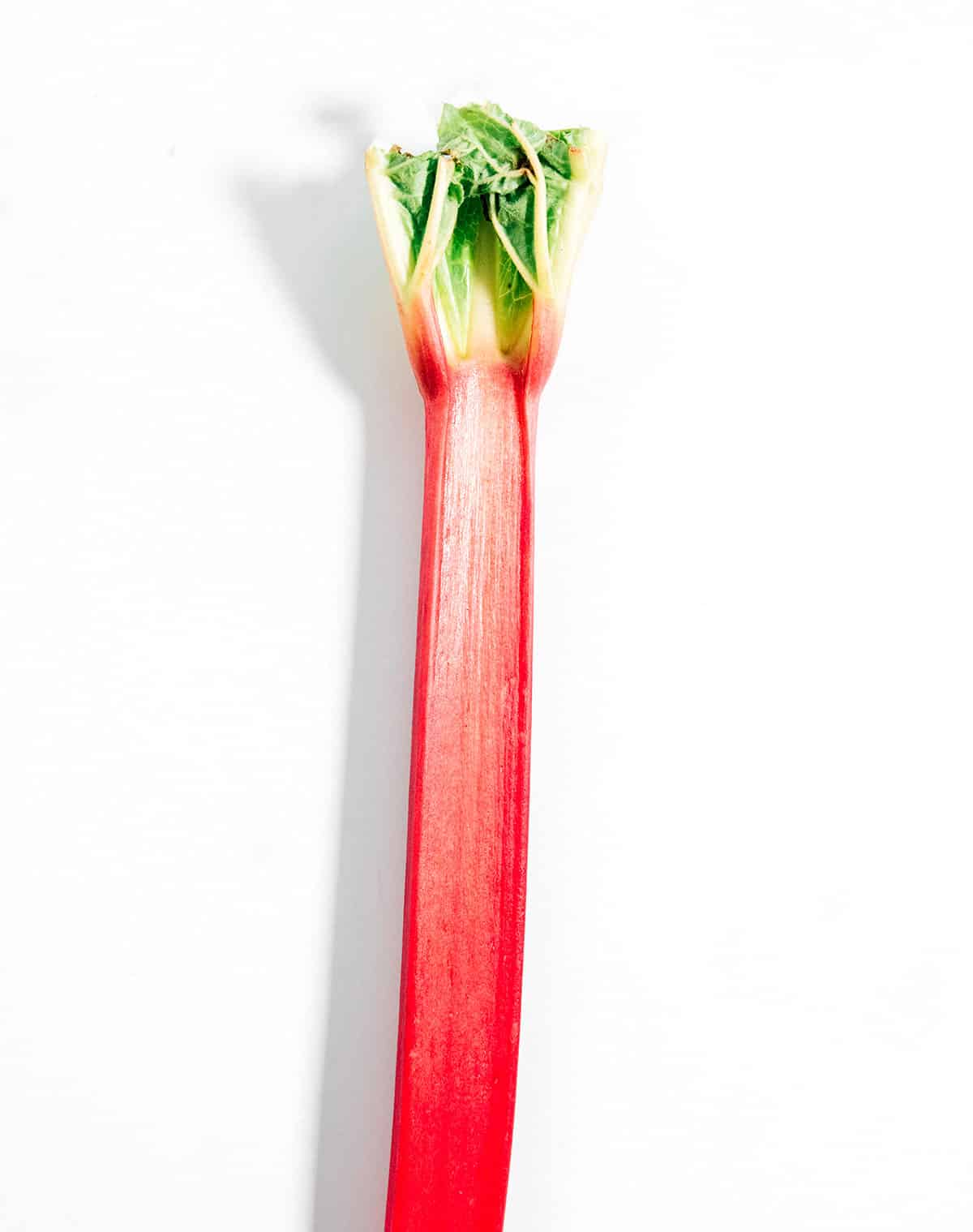 A rhubarb stalk on a white background.