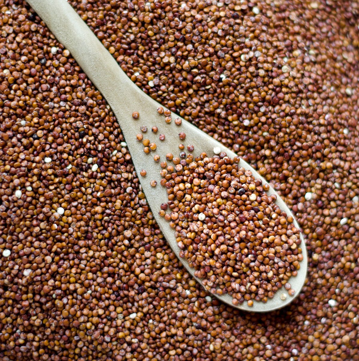Dry red quinoa on a wooden spoon.