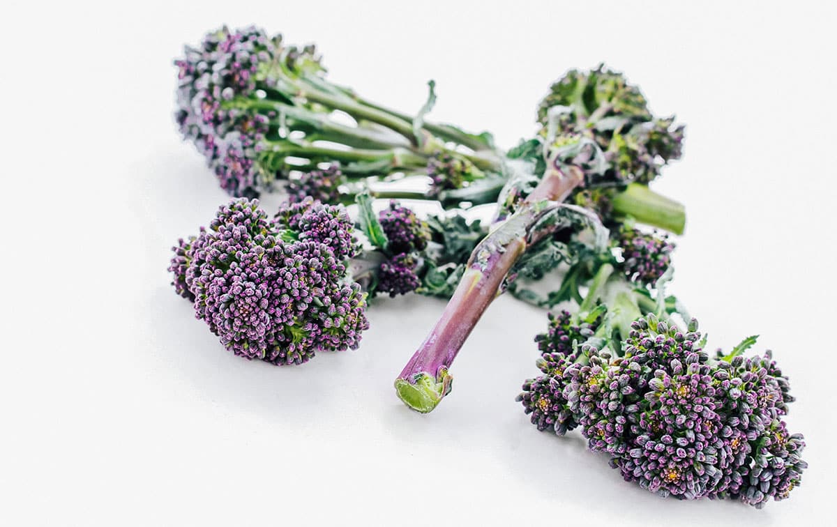 Purple broccoli on white background.