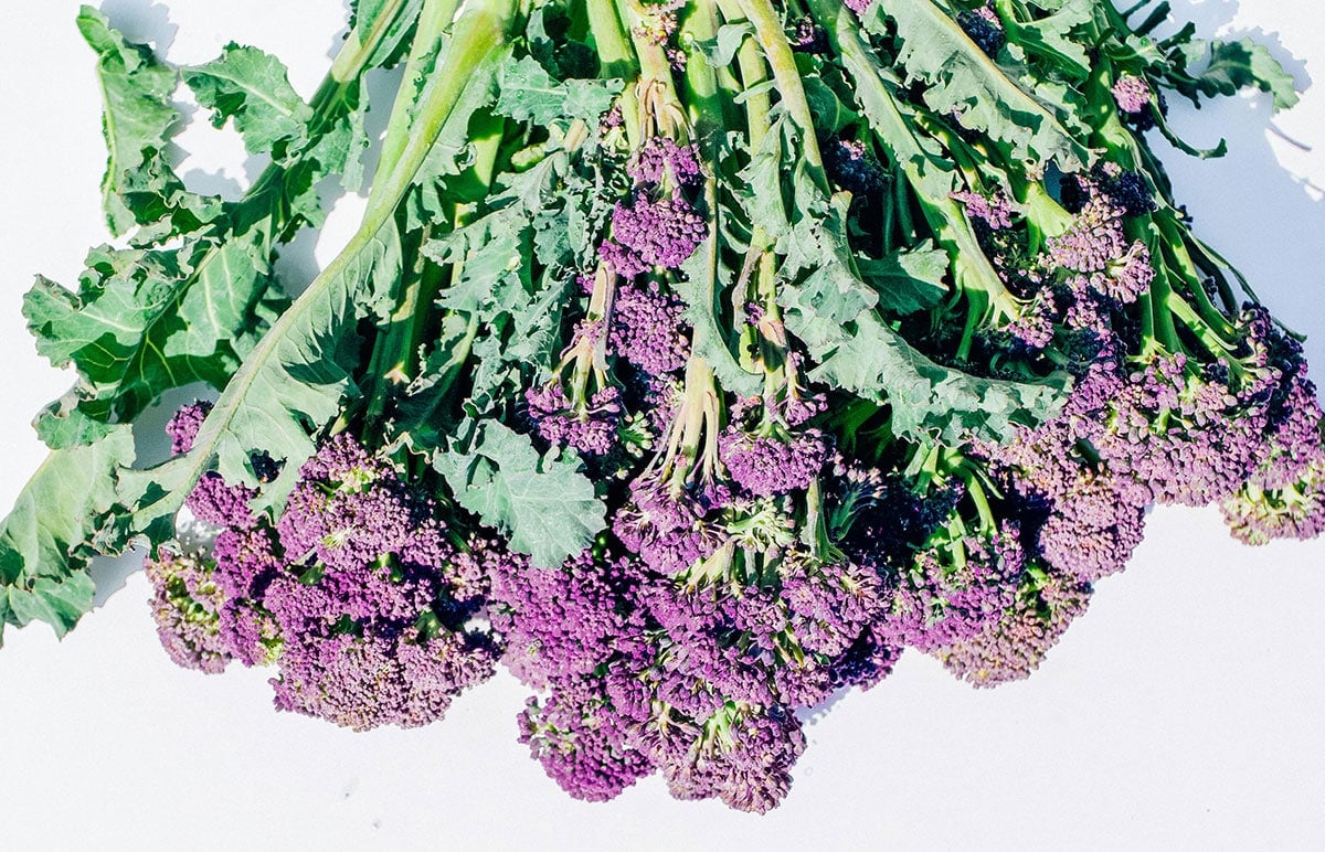 Purple broccoli on white background.