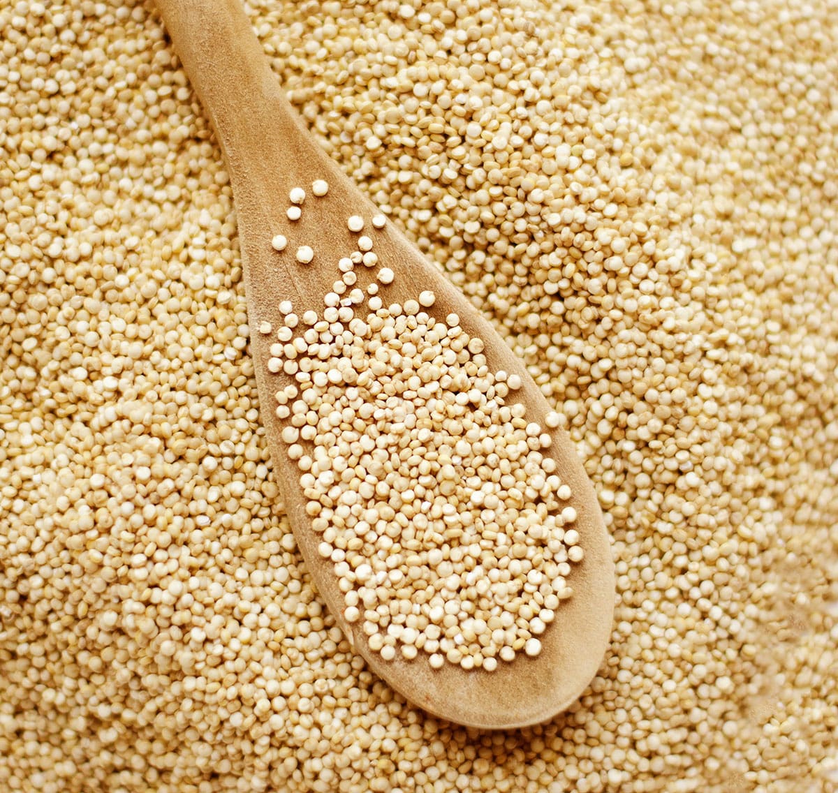 Dry white quinoa on a wooden spoon.