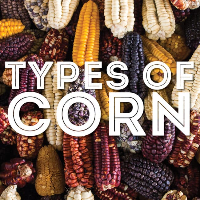 Collage that says "types of corn".