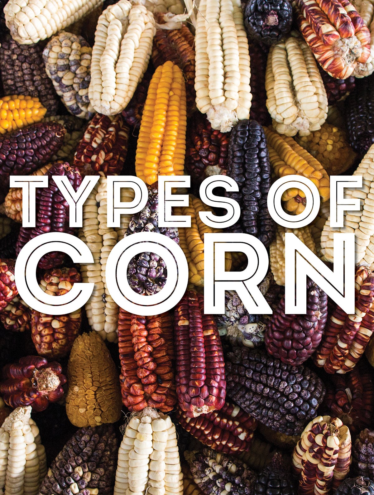 Collage that says "types of corn".