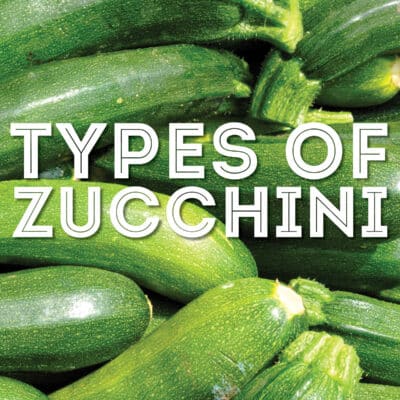 Collage that says "types of zucchini".