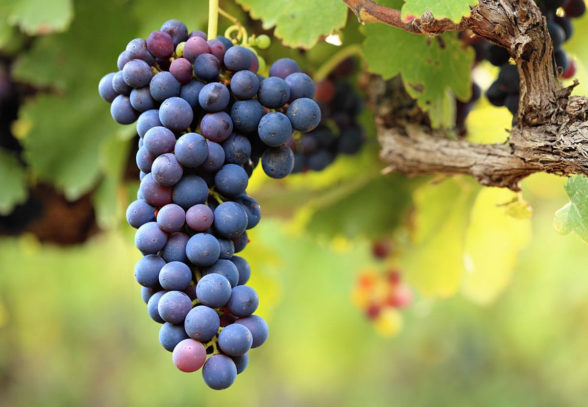 Vaccarese Grapes.