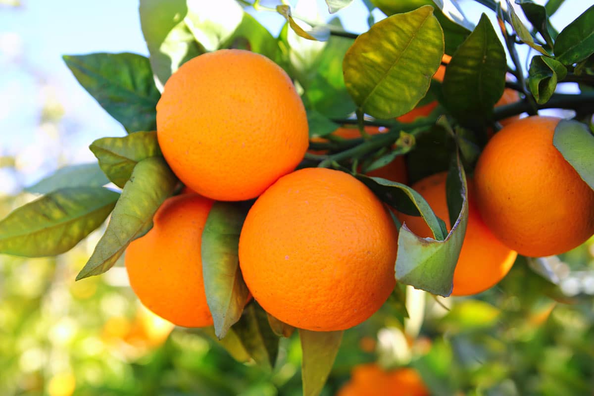 Valencia Oranges.