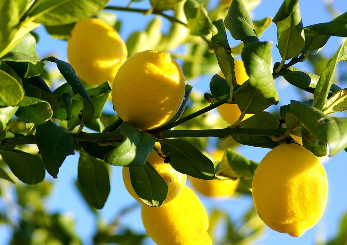 Villafranca Lemon.